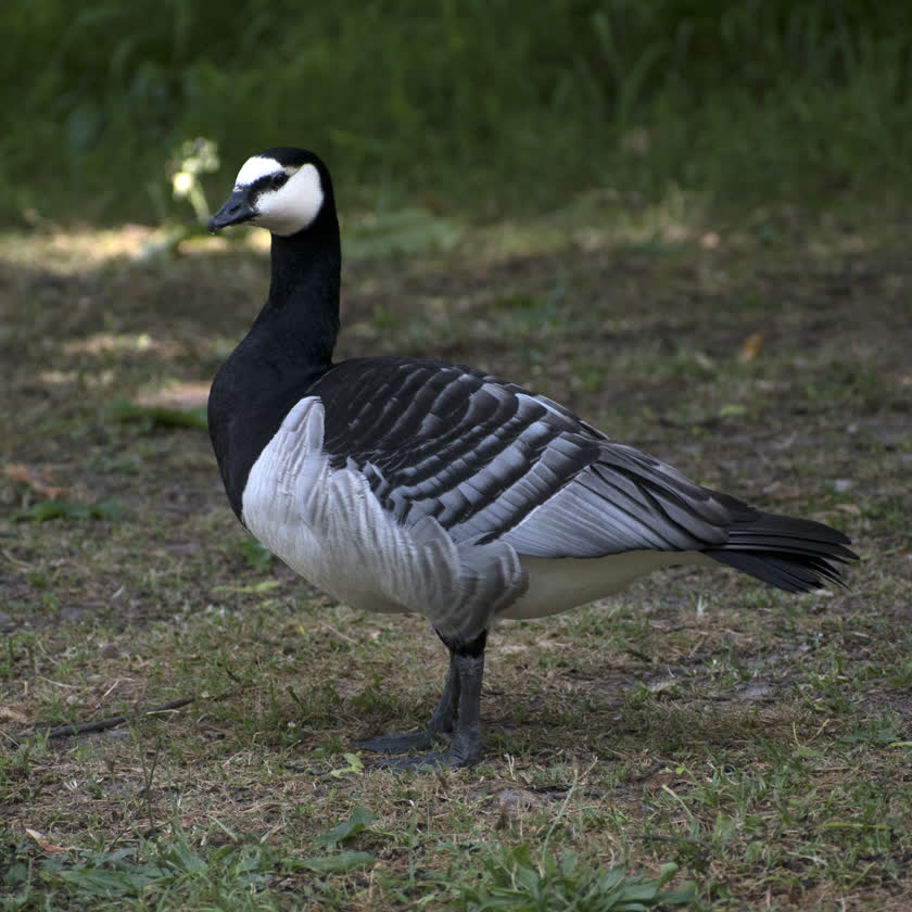 A barnacle goose pauses a moment to eyeball someone taking their picture<br/>f/5.3, 1/500, 190.0 mm, iso400