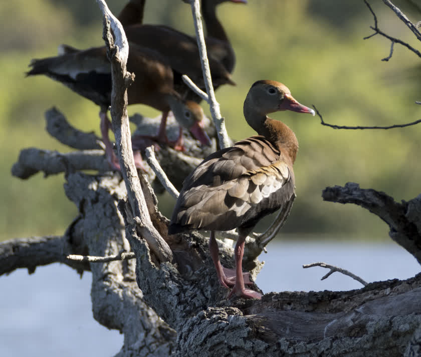 A black-bellied whistling duck and its fellows relax on a lakeside log<br/>f/9.0, 1/500, 321.0 mm, iso400