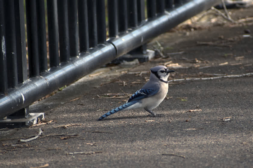 A blue jay takes a moment to look around after descending from a railing<br/>f/6.3, 1/500, 300.0 mm, iso400