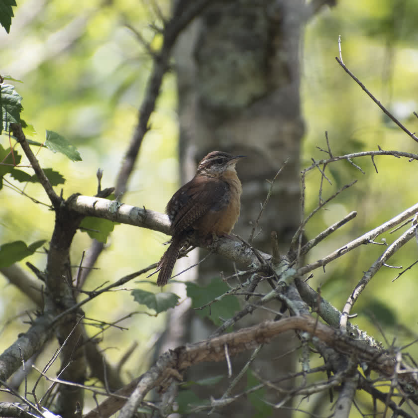 A carolina wren surveys its surroundings from a horizontal bough<br/>f/6.3, 1/320, 300.0 mm, iso400