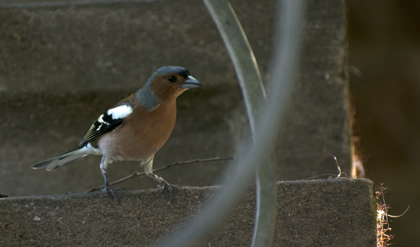 A common chaffinch hops down some steps in the Heidelberg Castle gardens<br/>f/6.3, 1/320, 300.0 mm, iso400