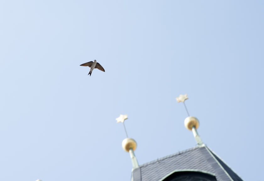 A common swift soars overhead in Prague's old town square<br/>f/8.0, 1/800, 120.0 mm, iso400