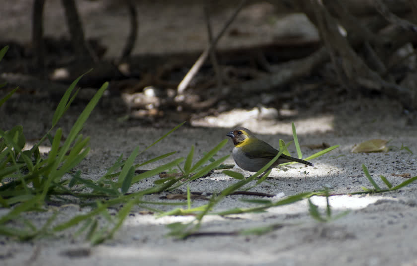 A female cuban grassquit searches for food amongst a small patch of sandy grass<br/>f/6.3, 1/400, 300.0 mm, iso400