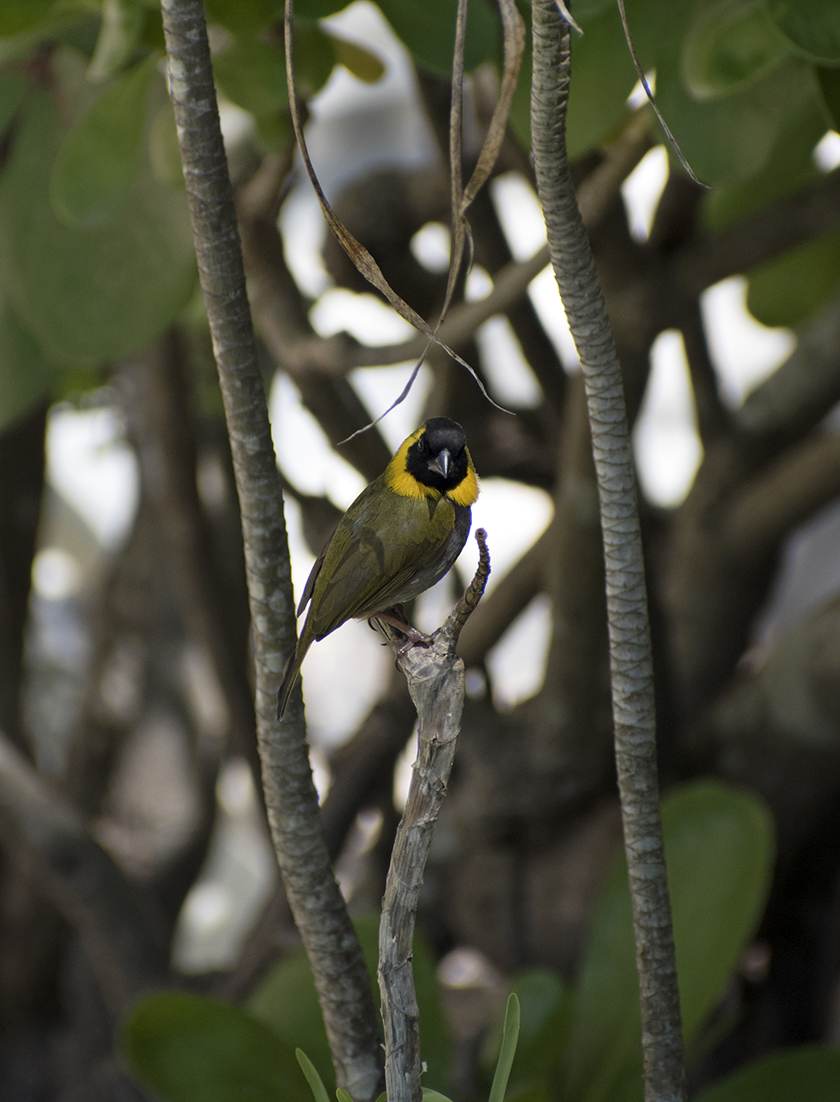 A male cuban grassquit, atop a short branch, looks into the camera<br/>f/6.3, 1/640, 300.0 mm, iso400