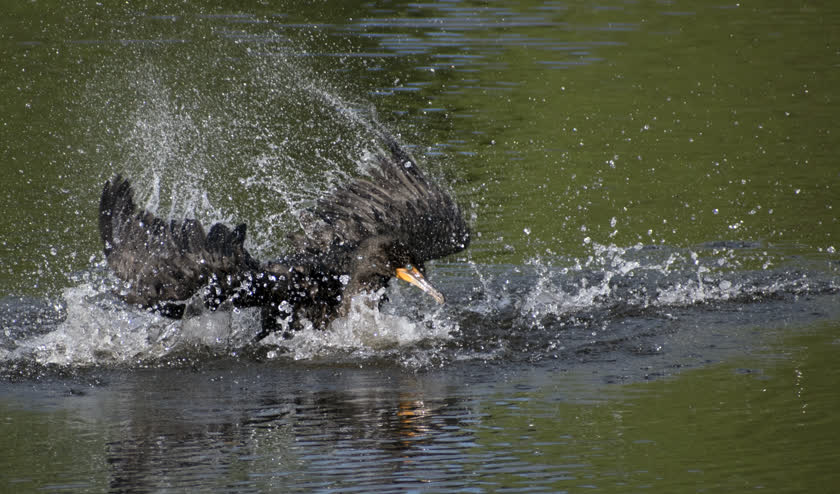 A double-crested cormorant cleans itself in a creek<br/>f/6.3, 1/1600, 300.0 mm, iso400