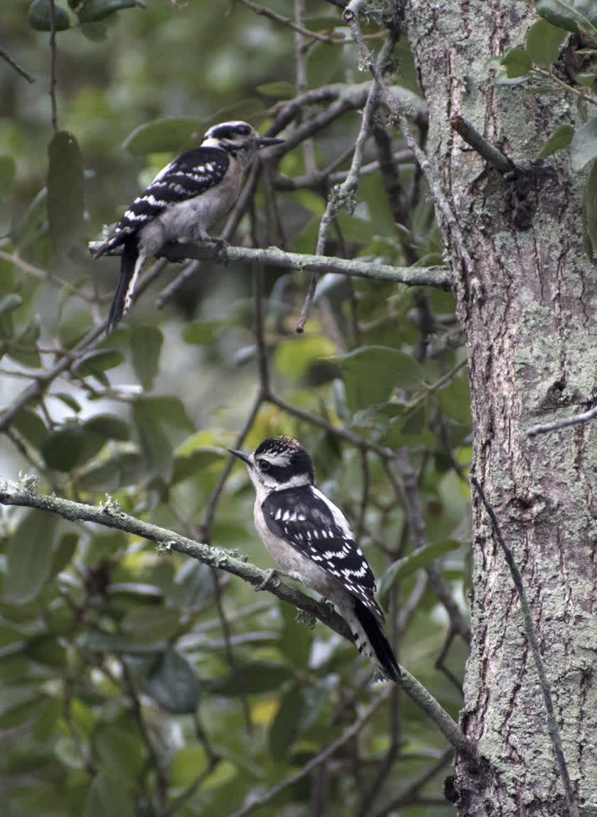 Two downy woodpeckers perch in a tree prior to a rain storm<br/>f/6.3, 1/500, 300.0 mm, iso1600