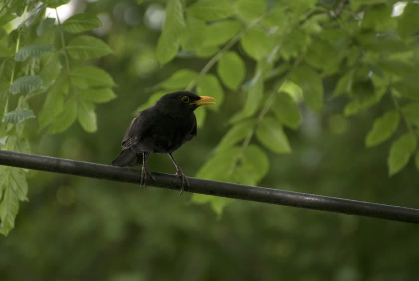 A eurasian blackbird sings from its perch on an electrical wire<br/>f/6.3, 1/400, 300.0 mm, iso800