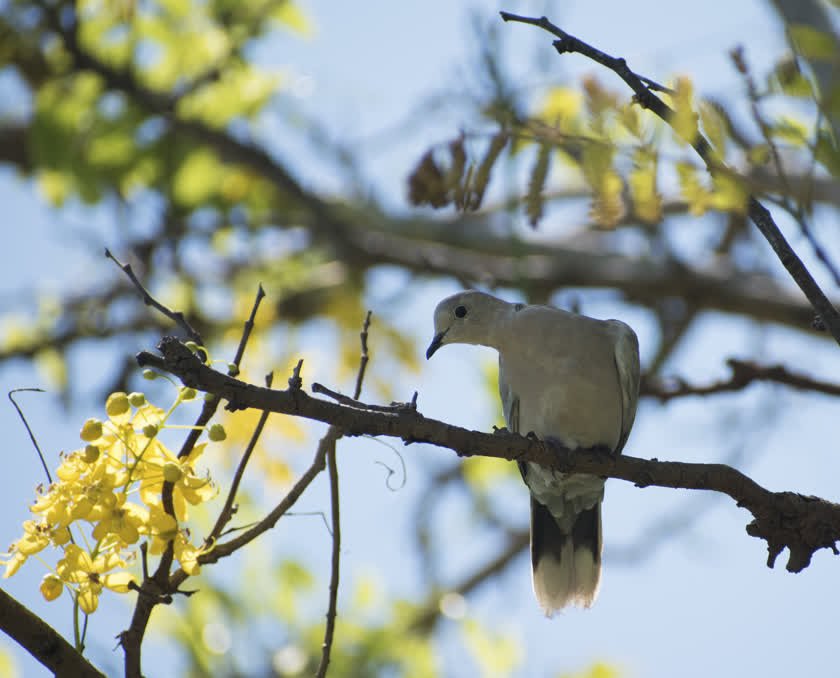 A eurasian collared dove stretches its neck to the side as it sits on a short tree branch<br/>f/7.1, 1/1000, 280.0 mm, iso400