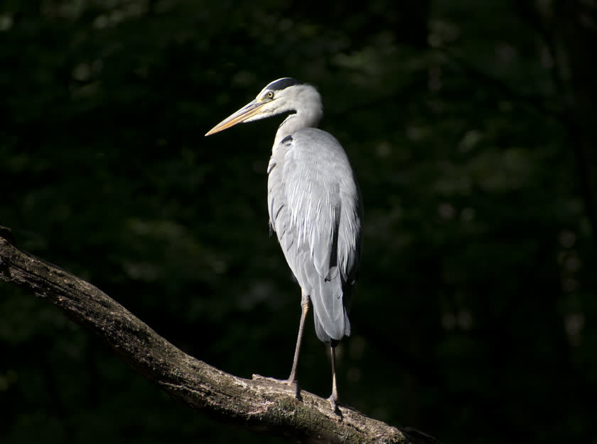 A gray heron stands atop a dead branch jutting from the canal in the Nymphenburg Palace gardens<br/>f/8.0, 1/800, 300.0 mm, iso400