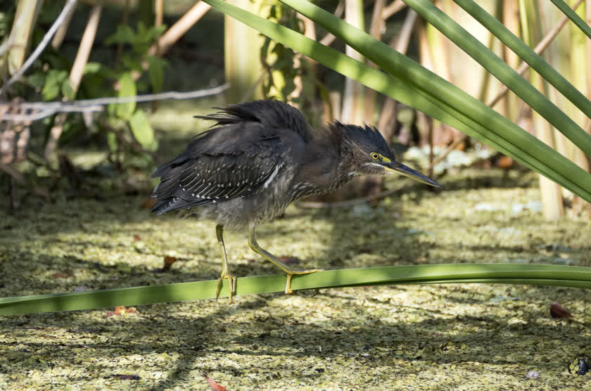 A green heron waits patiently on a reed, hoping to catch breakfast<br/>f/6.3, 1/500, 400.0 mm, iso800