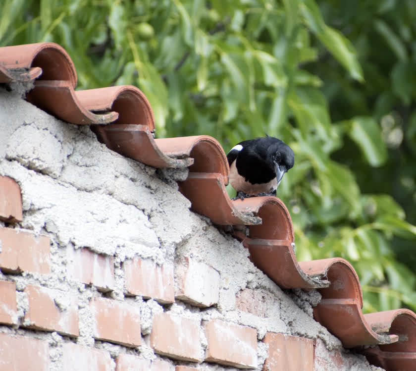 A curious magpie peers over the edge of an old brick wall<br/>f/6.3, 1/400, 300.0 mm, iso800