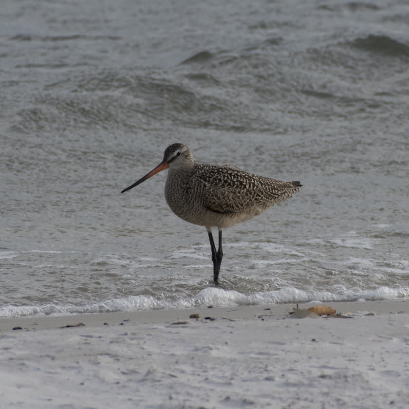 A marbled godwit stands serenely in the surf<br/>f/10.0, 1/1000, 300.0 mm, iso800