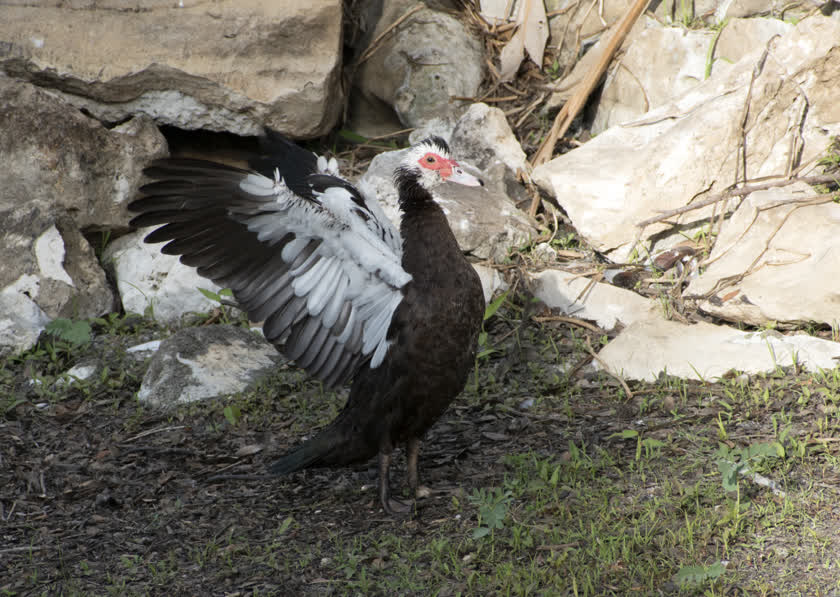 A muscovy duck flaps its wings to dry them off<br/>f/10.0, 1/320, 300.0 mm, iso400