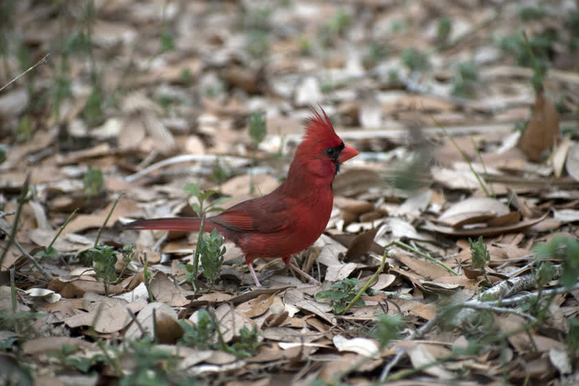 A northern cardinal hops through the duff, calling frequently<br/>f/5.0, 1/40, 155.0 mm, iso400