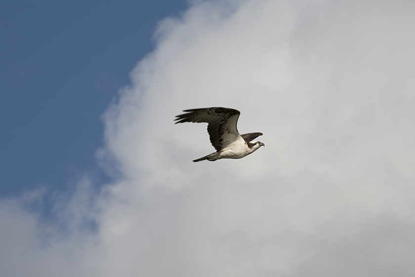 An osprey soars against a cloudy background<br/>f/16, 1/500, 210.0 mm, iso400