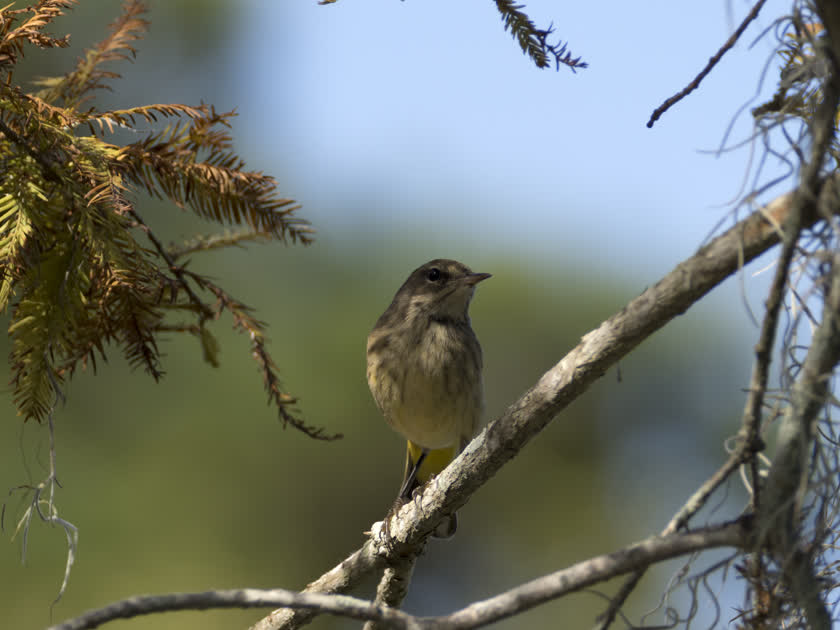 A palm warbler perches in a dry pine tree<br/>f/8.6, 1/640, 321.0 mm, iso400