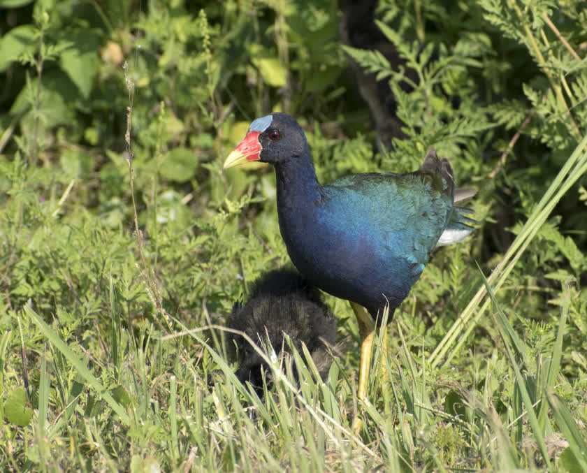 A purple gallinule forages for snacks by the roadside<br/>f/10.0, 1/800, 250.0 mm, iso400