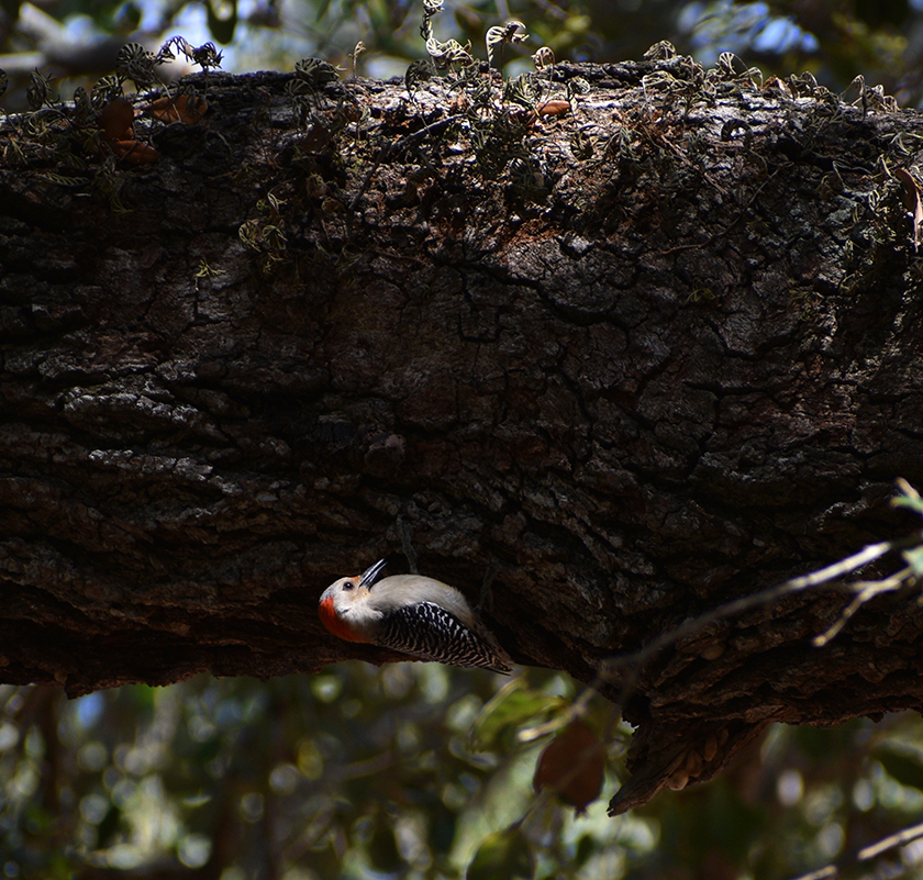 A red-bellied woodpecker clutches the bottom of a large branch<br/>f/6.3, 1/400, 300.0 mm, iso200