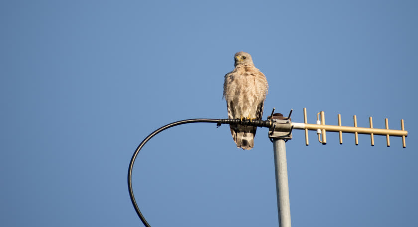 A red-shouldered hawk rests on an antenna pole for a moment just before sunset<br/>f/7.1, 1/800, 300.0 mm, iso400