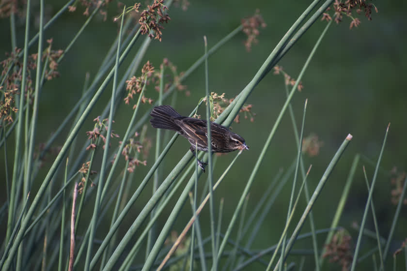 A red-winged blackbird balances on a reed with an insect in its beak<br/>f/6.3, 1/400, 300.0 mm, iso400