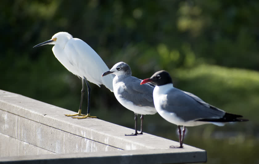 A snowy egret stands on a park banister, accompanied by two laughing gulls<br/>f/7.1, 1/500, 300.0 mm, iso400