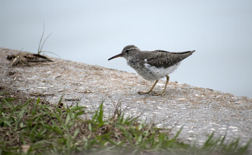 A spotted sandpiper searches a retaining wall and nearby grass for seeds<br/>f/6.3, 1/250, 300.0 mm, iso400