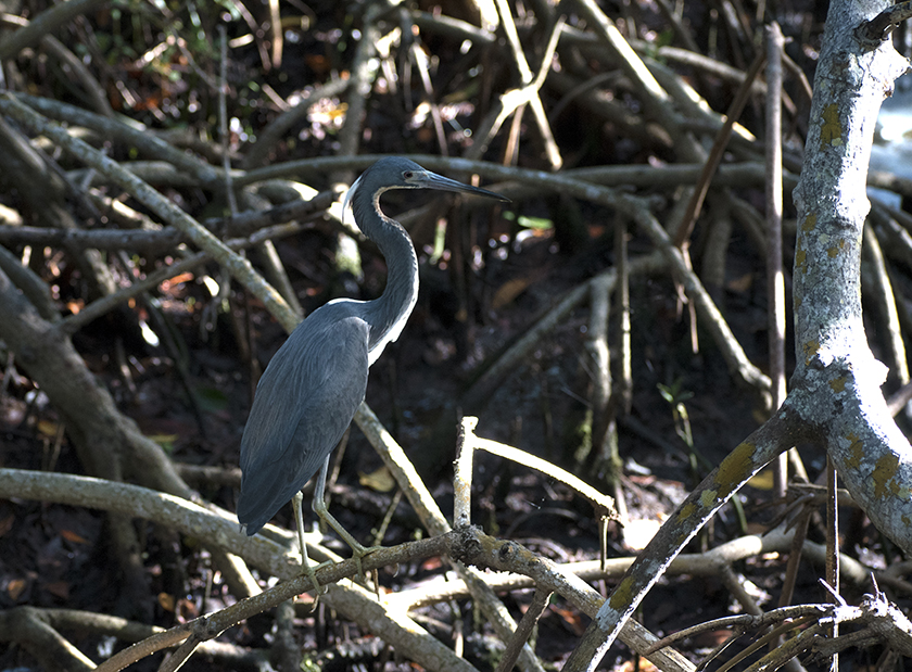 A tricolored heron stands on the roots of a mangrove tree<br/>f/4.8, 1/400, 100.0 mm, iso800