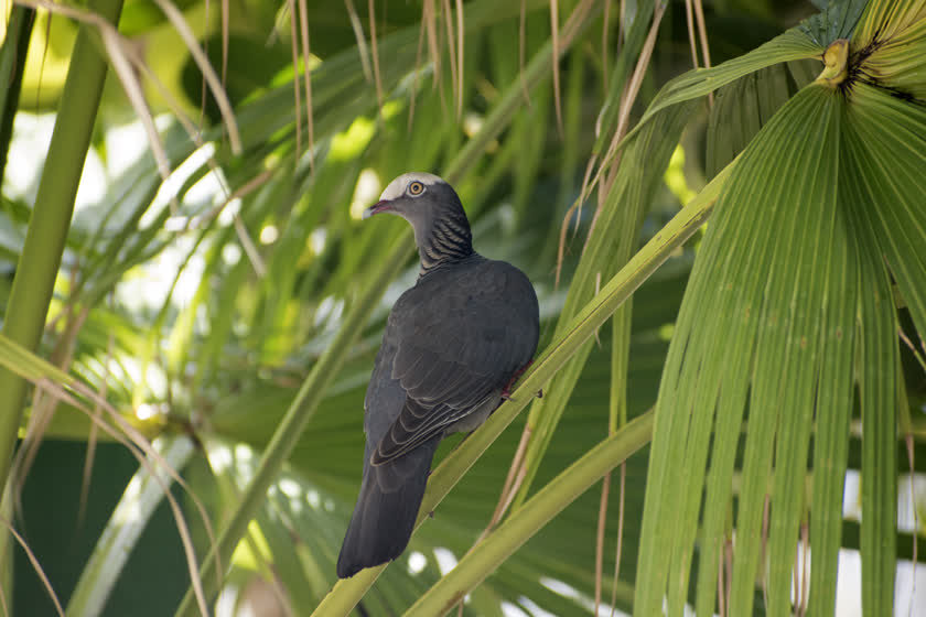 A white-crowned pigeon peers over its shoulder at the camera<br/>f/6.0, 1/160, 240.0 mm, iso400