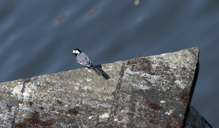 A white wagtail briefly lands on a bridge support of Karlův most in Prague<br/>f/8.0, 1/1000, 220.0 mm, iso400