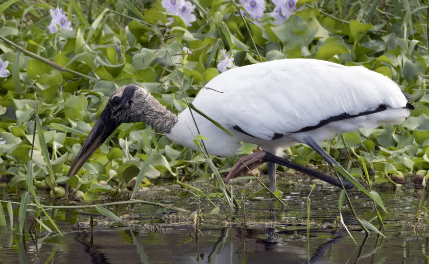 A wood stork picks through the shallows for snacks<br/>f/9.0, 1/500, 300.0 mm, iso1600