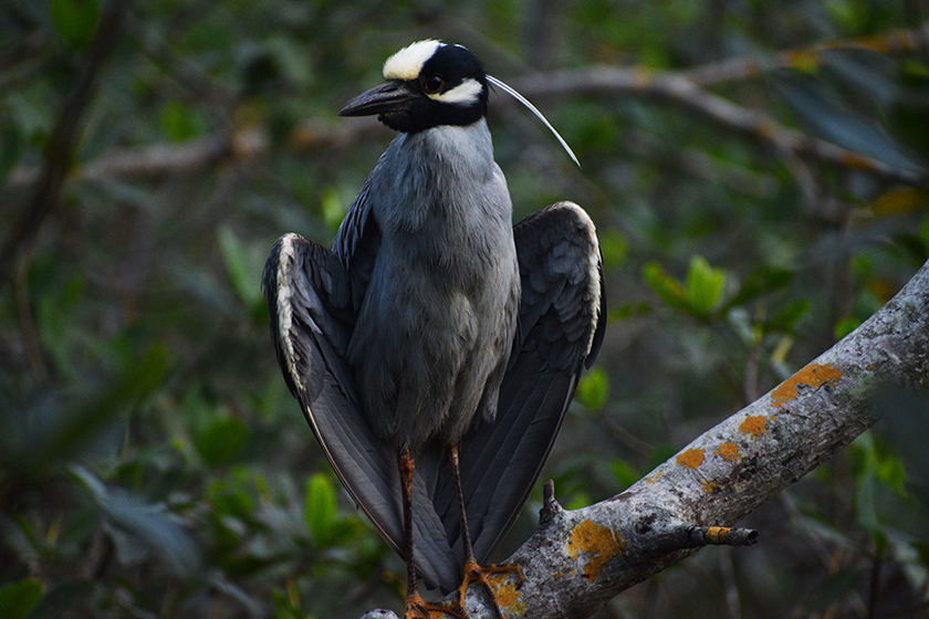 A yellow-crowned night heron perches on a lichen-encrusted tree branch<br/>f/6.3, 1/125, 300.0 mm, iso800